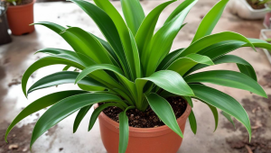 越南采的茶叶是什么茶叶